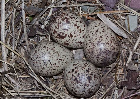 Spotted Sandpiper Eggs, Jospehine Lake, Glacier National Park | Flickr - Photo Sharing!