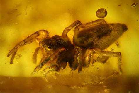 Fossil Jumping Spider (Araneae) In Baltic Amber - Rare (#128285) For Sale - FossilEra.com