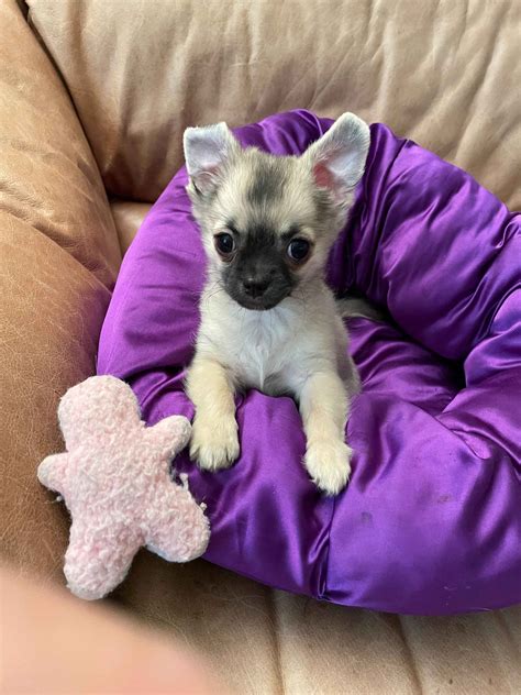 Chihuahua Puppies For Sale In Michigan