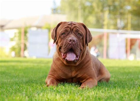 Dogue de Bordeaux Dog Breed Health and Care | PetMD