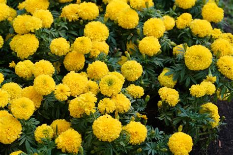 Marigold | Pure Beauty Farms