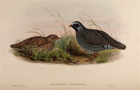 Rarest birds of the World: The Himalayan Quail (Ophrysia superciliosa ...