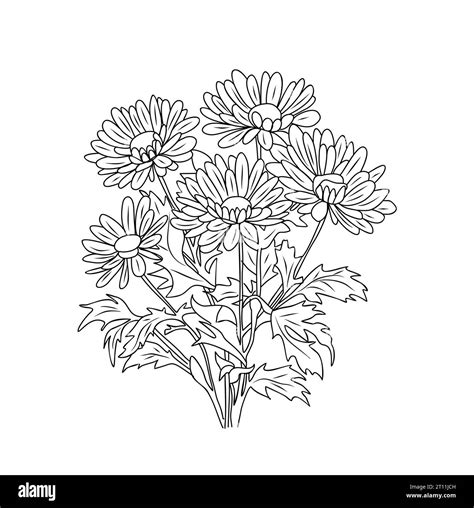 Aster flower bouquet line art vector illustration Stock Vector Image ...