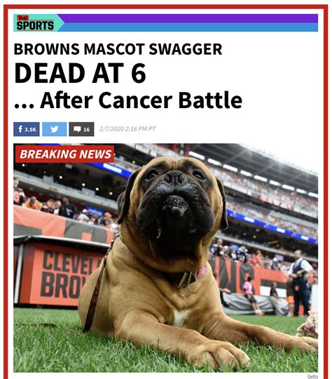 Cleveland Browns mascot Swagger dies at 6, February 7, 2020, from ...