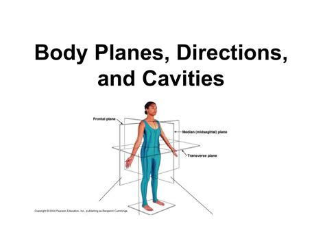 Anatomical Body Planes And Directional Terms Body