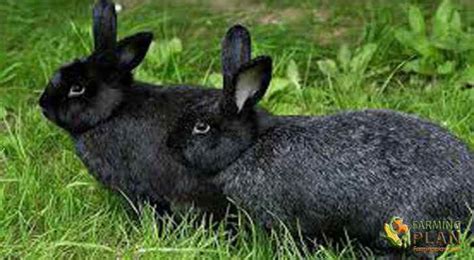 Silver Fox Rabbit: A Rare Breed of Rabbits - Farming Plan