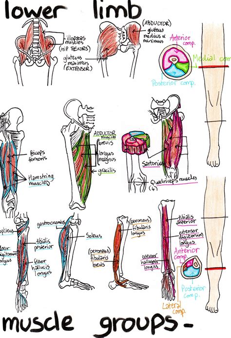 Musculoskeletal system – Artofit