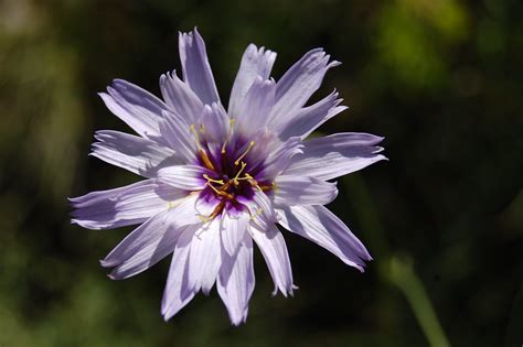 light purple flower | TurtleJu | Flickr