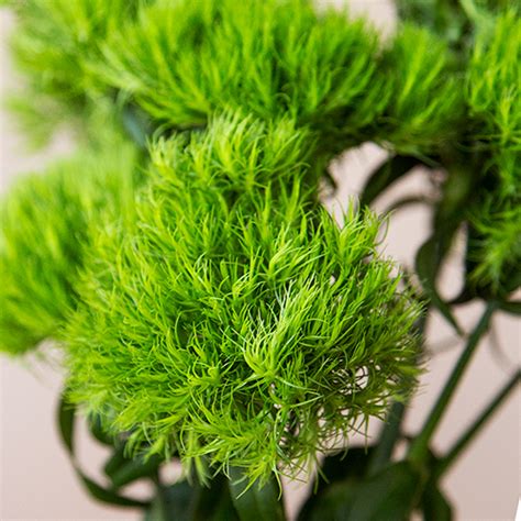 Green Dianthus Flowers | FiftyFlowers.com