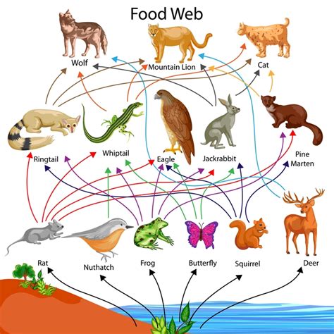 Food Chain And Food Web - 88Guru