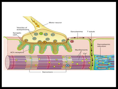 Mod 4 Skeletal Muscle-Motor Unit-Neuro Muscular Junction Diagram | Quizlet