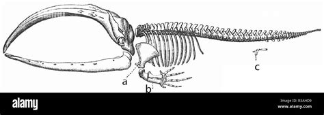 Baleen Whale Skeleton High Resolution Stock Photography and Images - Alamy