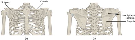 19.1 Types of Skeletal Systems – Concepts of Biology-1st Canadian ...