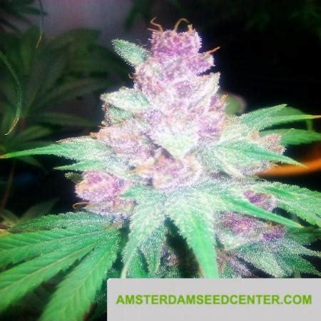 Grape Kush seeds for sale - 72 offers to buy Grape Kush seeds online