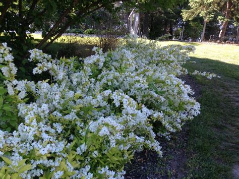 Deutzia gracilis Duncan Deutzia, Chardonnay Pearls, #3 - Behmerwald Nursery