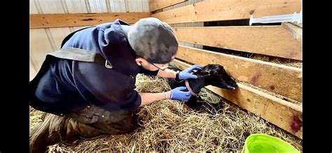 Goat Listeria treatment, day 5 | Feels like we’re making progress | Cautiously optimistic