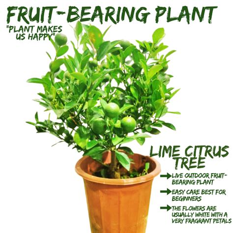[Local Seller] Key Lime Tree Fresh Fruit-bearing Plant Outdoor Plant ...