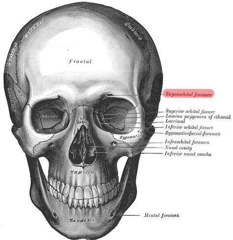 Foramen supraorbitale - Ars Neurochirurgica