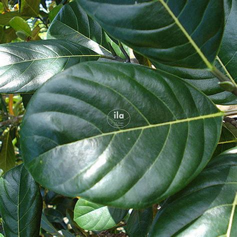 Jackfruit Tree - ila international - Semi Natural Plants