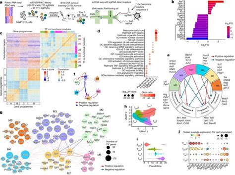 Medical Xpress on LinkedIn: Scientists identify T-cell differentiation ...