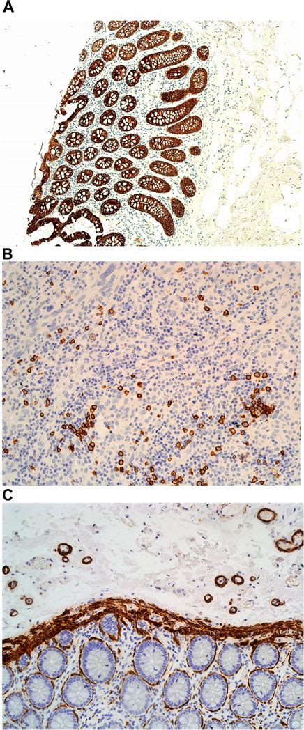 Frontiers Publishing Partnerships | Evaluation of a New Mordant Based Haematoxylin Dye ...