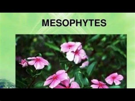 Mesophytes plant ,it's characteristics with example ,#Mesophytes#plants#Defination with ...