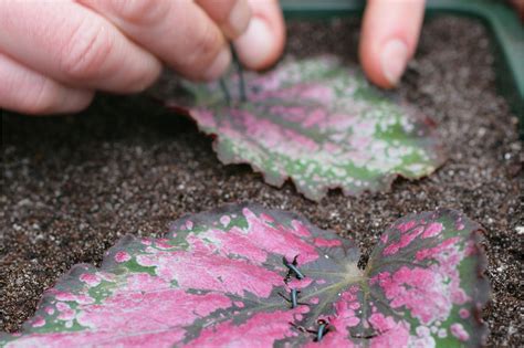 How to take begonia leaf cuttings | Begonia, Propagating plants, Tropical garden plants