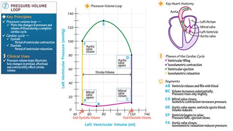 USMLE / COMLEX - Step 1: Pressure-Volume Loop (Left Ventricle) | ditki medical & biological sciences