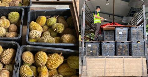 Maqis seizes RM7,000 worth of durian kampung | New Straits Times