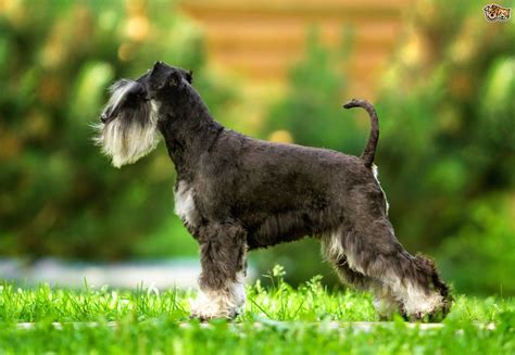 Miniature Schnauzer Dog Breed Information, Buying Advice, Photos and Facts | Pets4Homes