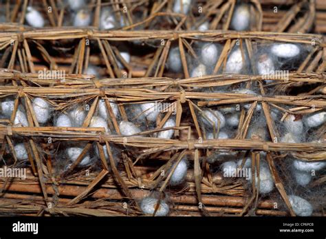 China - Jiangsu - Suzhou. Silk Museum. Silkworms Stock Photo - Alamy