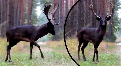 Black Fallow Deer With Antlers Caught On Video