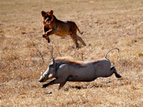 african lion hunting | My HD Animals