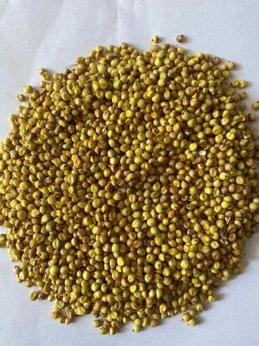 Yellow Jowar Seeds, For Agriculture, Packaging Type: Loose at ₹ 65/kg ...