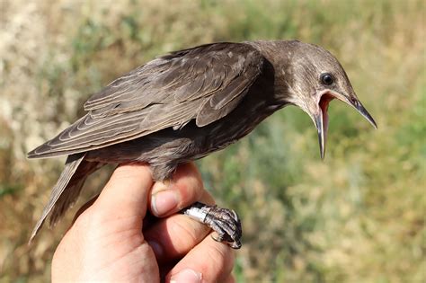 Starling photo ID guide - BirdGuides