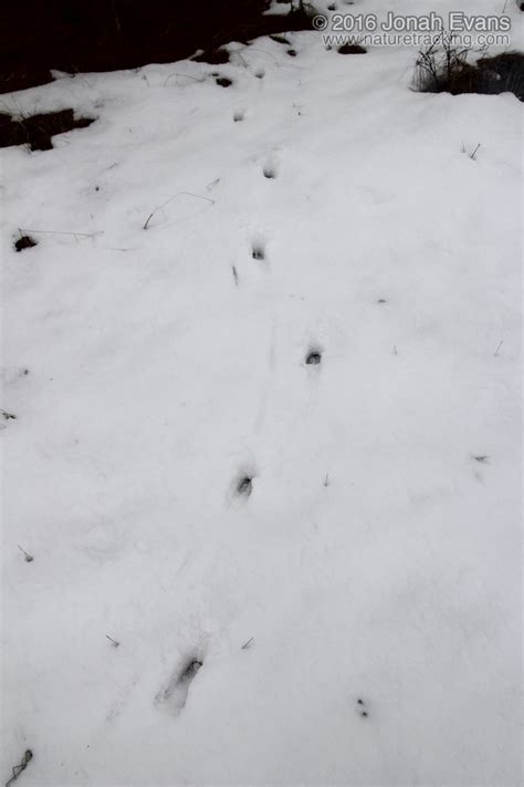 Identifying Animal Tracks in Snow – 5 Common Backyard Species ...