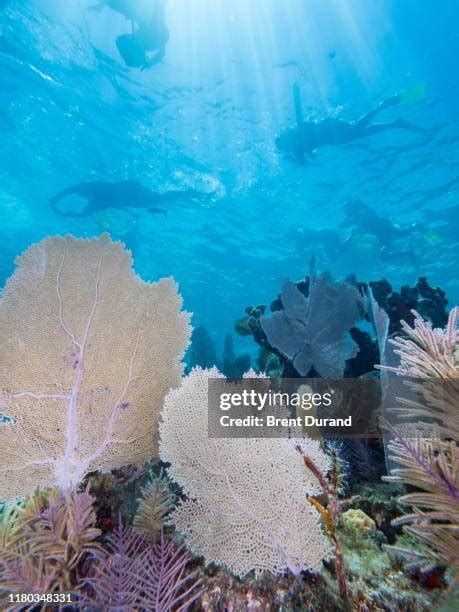 60 Snorkeling Key Largo Stock Photos, High-Res Pictures, and Images - Getty Images