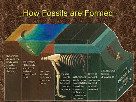 Fossils ppt