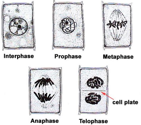 Animal Cell Mitosis And Plant : Animal and Plant Cell Foldables / In cell a, what structure is ...