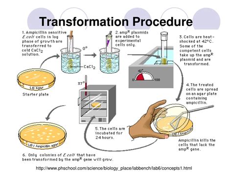 PPT - Bacterial Transformation PowerPoint Presentation, free download - ID:1250582