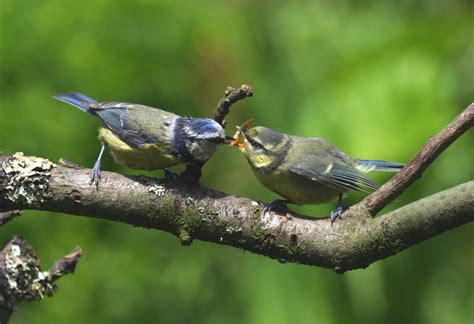 Birds’ Breeding Season - Raising a family and feeding the Young - Healthy Pet Guide