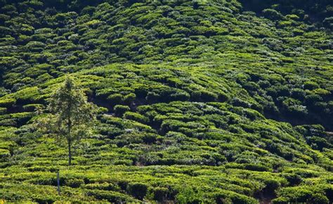 Premium Photo | Tea plantation