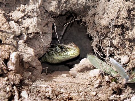 What Are the Adaptations a Lizard Has That Allow It to Live in the Desert? | Sciencing