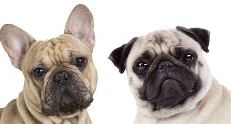 French Bulldog Pug Mix: Is This the Right Cross for You?