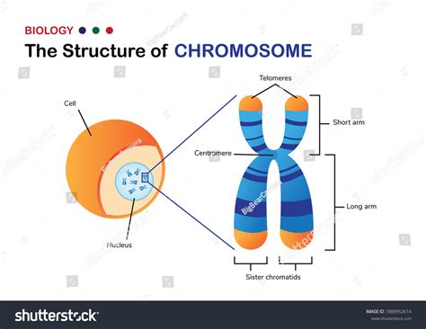 10,969 Dna Diagram Images, Stock Photos & Vectors | Shutterstock