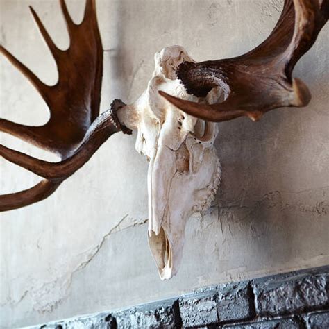 Moose Skull Wall Decor