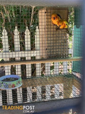 Sun-conure-breeding-pair-cage