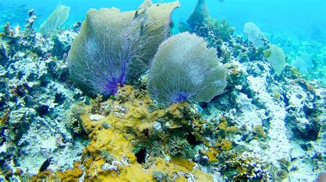 What it's Like to Snorkel in Negril, Jamaica - Appetites Abroad