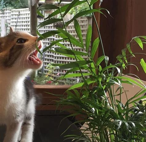 Anyone else’s cat eat plants? : r/catseatingplants