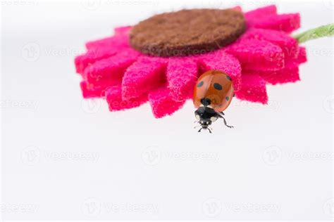 Beautiful red ladybug walking on a fake flower 14520223 Stock Photo at ...